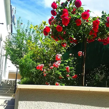 Adriatic Pearl קורצולה
